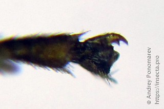 Pristiphora pseudogeniculata