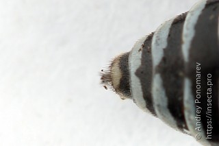 Sciapteryx costalis