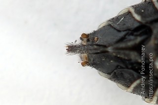 Sciapteryx costalis