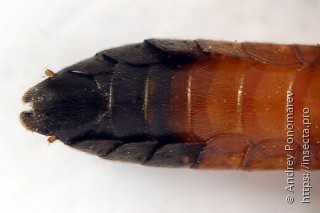Taxonus agrorum