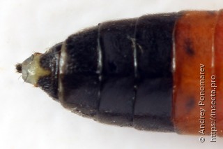 Taxonus agrorum