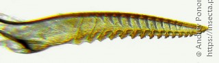 Stauronematus platycerus