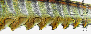 Stauronematus platycerus