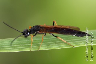 Phylloecus niger
