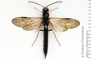 Самка  Phylloecus niger