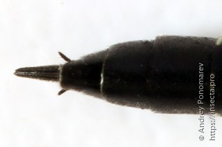 Phylloecus niger