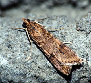 Имаго  (Nomophila noctuella)