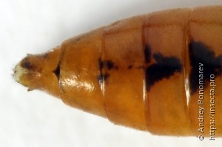 Tenthredopsis nassata
