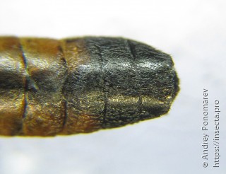 Tenthredopsis ornata