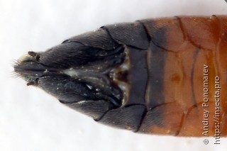 Tenthredopsis scutellaris