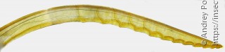 Tenthredopsis scutellaris