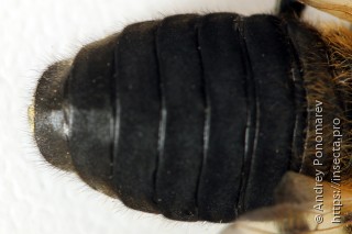 Trichiosoma tibiale