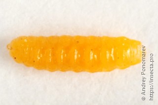 Личинка  Contarinia petioli
