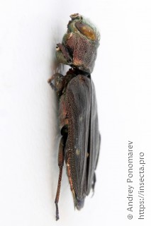 Chrysobothris affinis