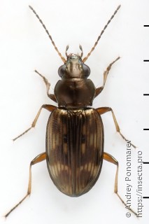 Notaphus varius