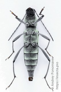 Chlorophorus herbstii