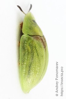 Cassida denticollis