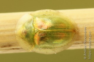 Cassida margaritacea