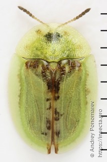 Cassida pannonica