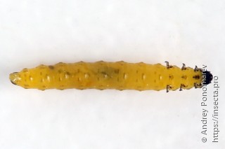 Phyllotreta nemorum