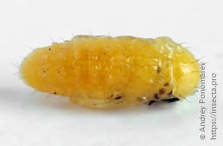Phyllotreta nemorum