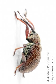 Anthonomus pinivorax