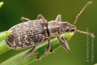Polydrusus pilosus