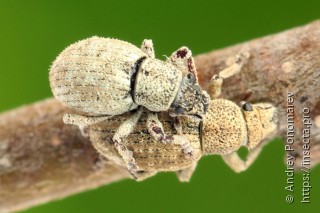 Самец и самка  Strophosoma capitatum