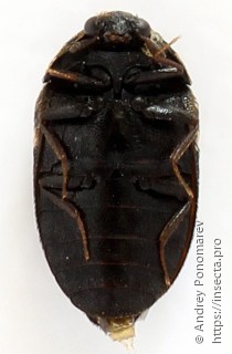 Trogoderma versicolor