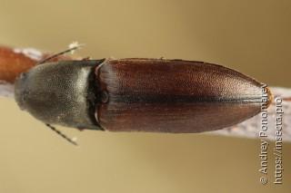 Sericus brunneus
