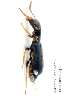 Apalochrus femoralis