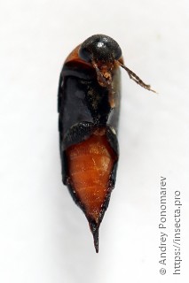 Mordellochroa abdominalis