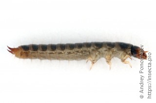 Mycetophagus quadripustulatus