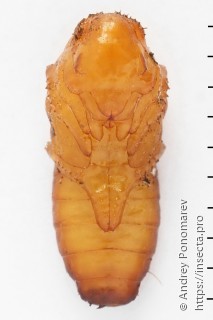 Philonthus spinipes