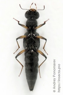 Stenus bimaculatus