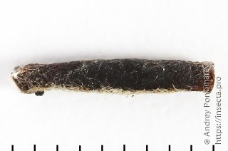 Coleophora hemerobiella