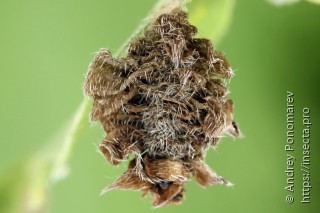 Coleophora saturatella