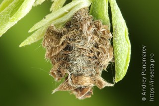 Coleophora saturatella