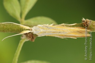 Coleophora vibicella