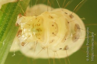 Agriphila poliellus
