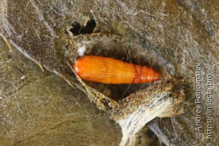 Scrobipalpa acuminatella