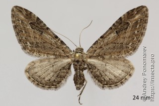 Eupithecia ochridata