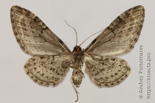 Eupithecia ochridata