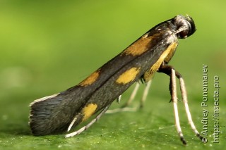 Euspilapteryx auroguttella
