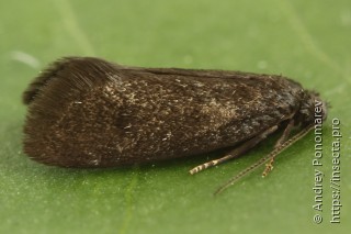 Lypusa maurella