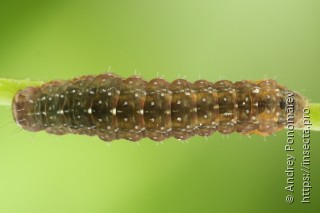 Charanyca ferruginea