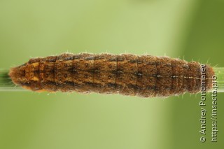 Charanyca ferruginea