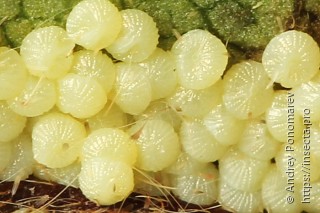 Agrochola circellaris