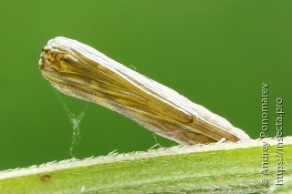 Amblyptilia punctidactyla