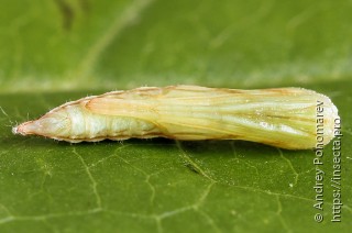 Amblyptilia punctidactyla